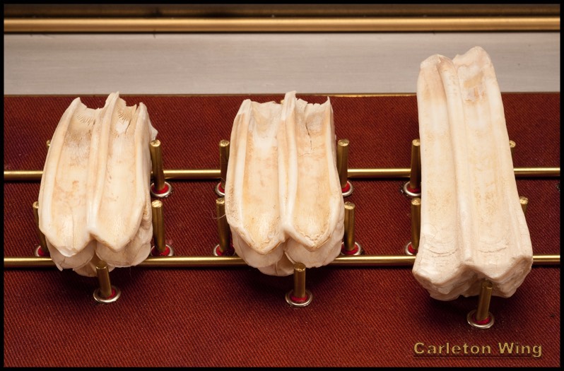 Bison Reliquary detail