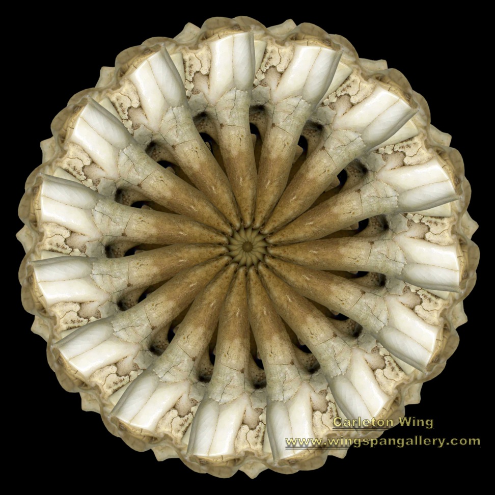 Bison Tooth B