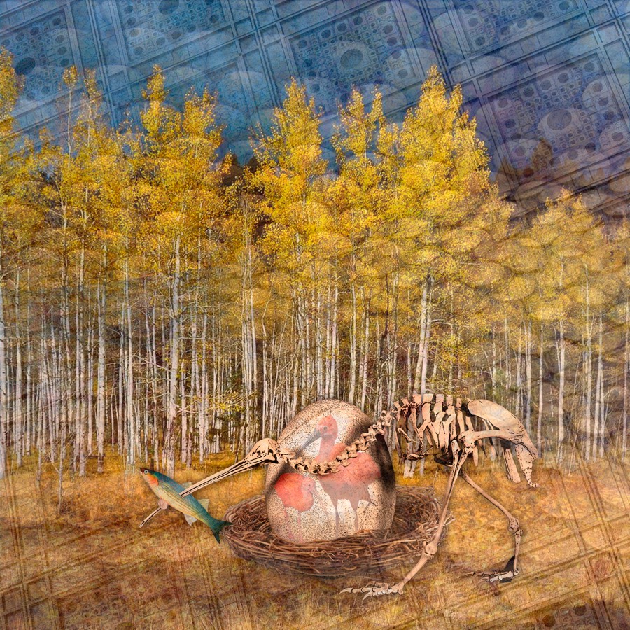 Kiwi Wingspan Gallery Carleton Wing