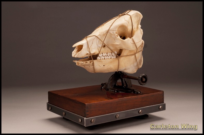 Pig Skull