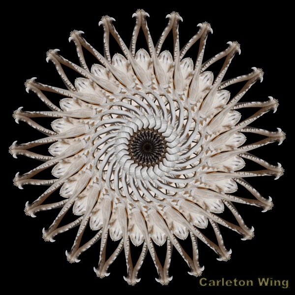 Possum Skull and Jaw.jpg