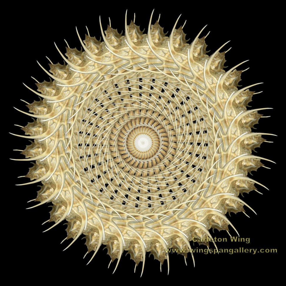 Spike Shell Top