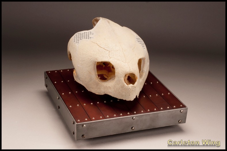 Turtle Skull