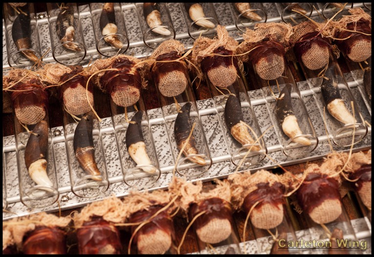 Wolf Reliquery Detail