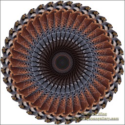 American Kestrel - Falcon WBG