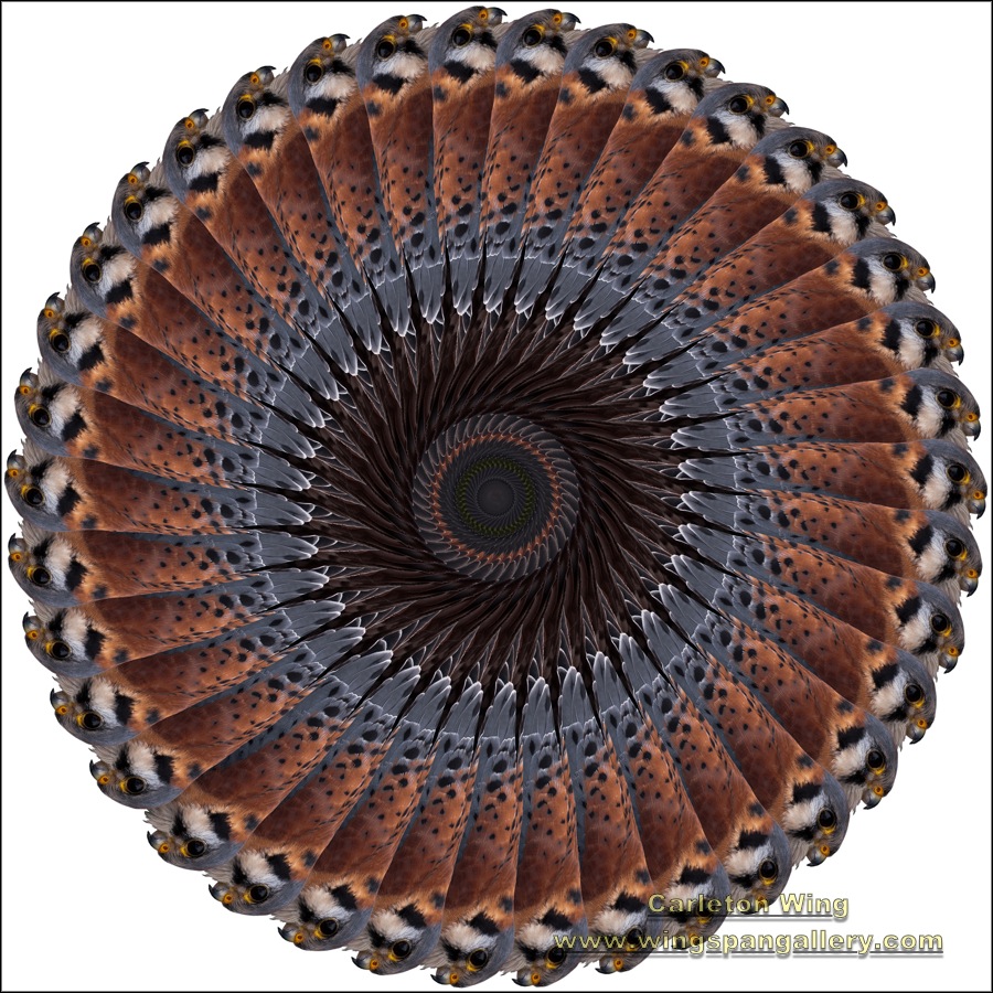 American Kestrel - Falcon WBG