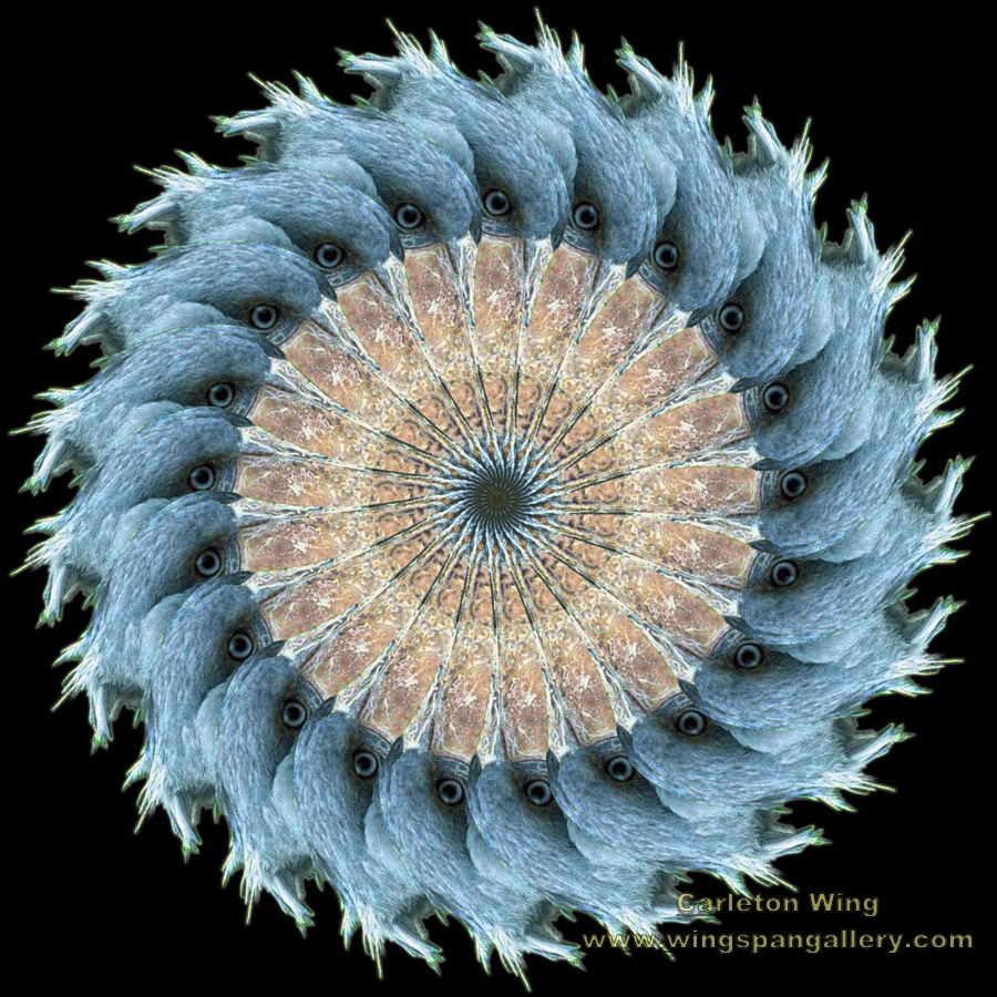 fat beak bird BBG copy